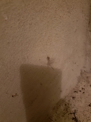 Smeringopus pallidus