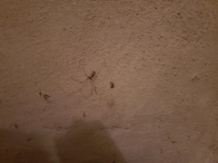 Smeringopus pallidus