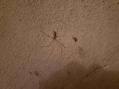 Smeringopus pallidus