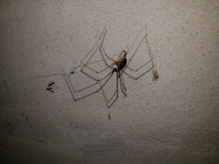 Smeringopus pallidus