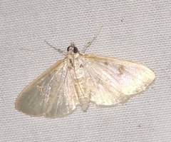 Palpita illibalis