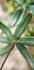 Pellaea ternifolia
