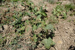 Oxybasis chenopodioides