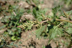 Oxybasis chenopodioides