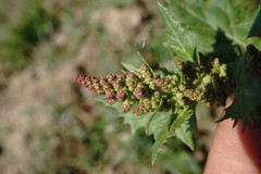 Oxybasis chenopodioides