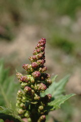 Oxybasis chenopodioides