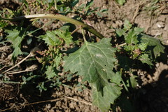 Oxybasis chenopodioides