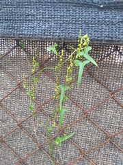 Dioscorea aristolochiifolia