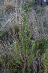 Leucadendron macowanii
