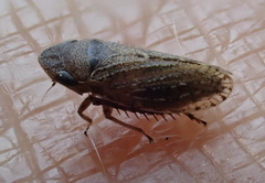 Aphrodini