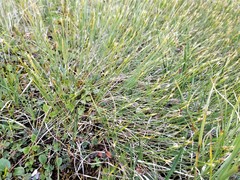 Trichophorum alpinum