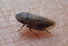 Aphrodini