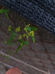 Dioscorea aristolochiifolia