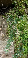 Pellaea ternifolia