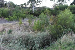 Leucadendron macowanii