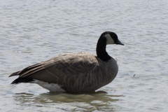 Branta hutchinsii