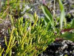Diphasiastrum alpinum