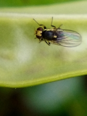 Liriomyza flavocentralis