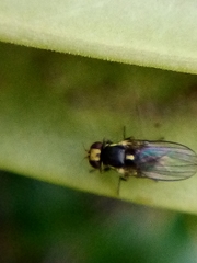 Liriomyza flavocentralis