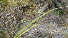 Cymbopogon tortilis