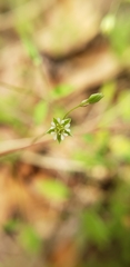 Stellaria alsine