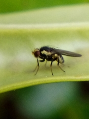 Liriomyza flavocentralis