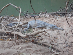 Crocodylus johnstoni