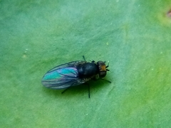 Liriomyza hebae