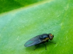 Liriomyza hebae