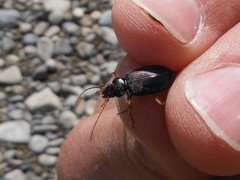 Patrobus longicornis