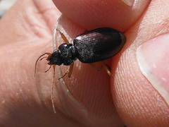 Patrobus longicornis