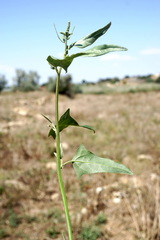 Atriplex micrantha