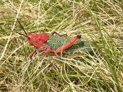 Phymateus morbillosus morbillosus