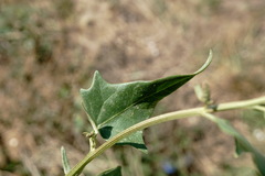 Atriplex micrantha