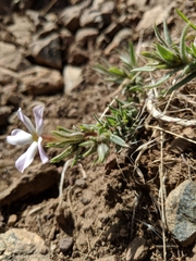 Phlox longifolia