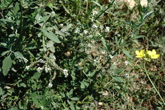 Heliotropium ellipticum