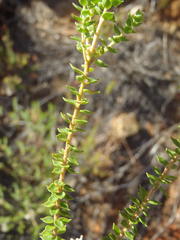 Agathosma roodebergensis