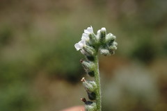 Heliotropium ellipticum