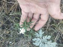 Stellaria palustris
