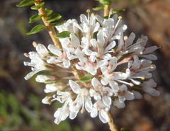 Agathosma roodebergensis