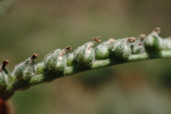 Heliotropium ellipticum
