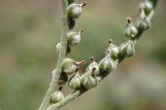 Heliotropium ellipticum