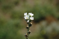 Heliotropium ellipticum