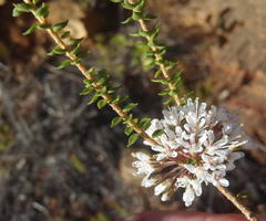 Agathosma roodebergensis