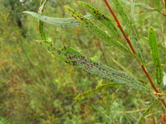 Venturia saliciperda