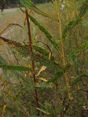 Venturia saliciperda