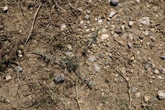 Petrosimonia brachiata