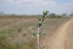 Petrosimonia brachiata