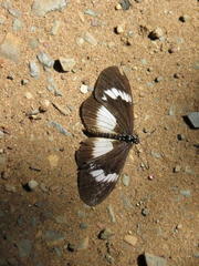 Acraea aganice aganice