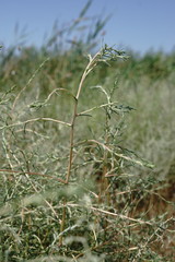 Petrosimonia triandra